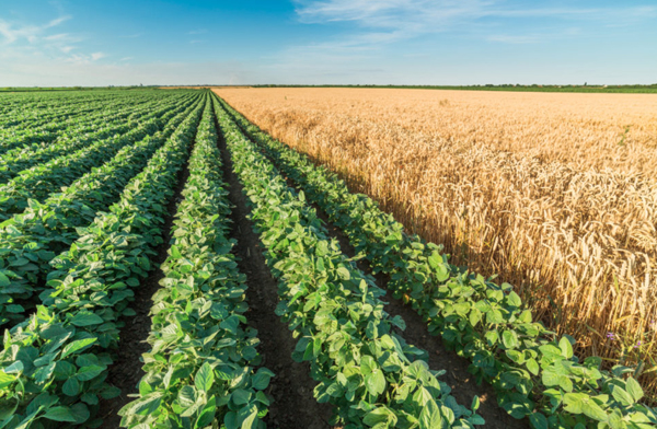 agriculture crop recommendation yield optimization whitepage