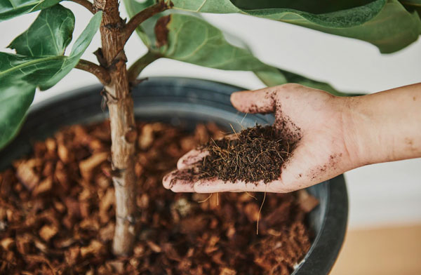 fertilizer suggestion